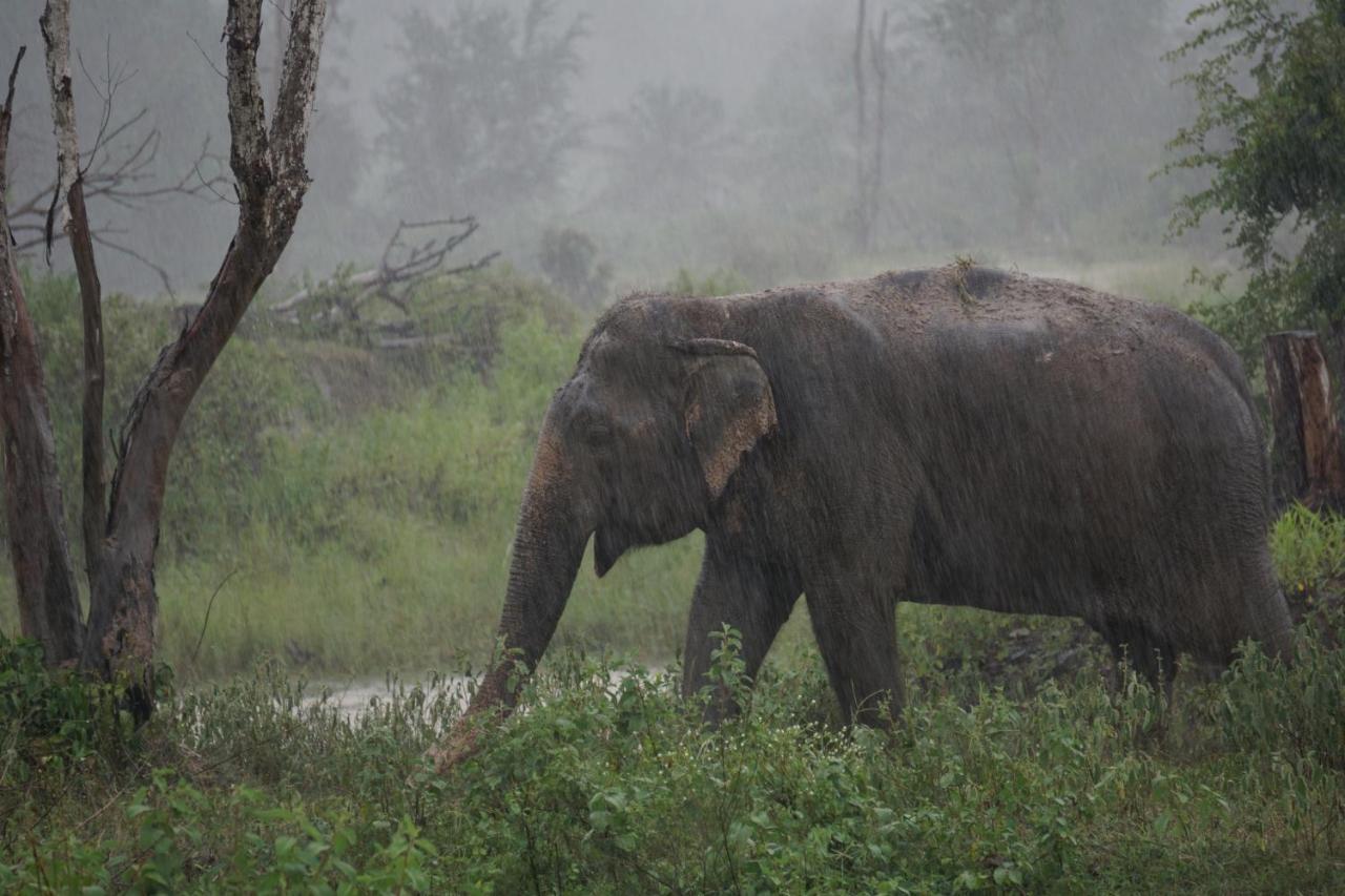 I Love Phants Lodge Ban Huai Thawai Екстер'єр фото