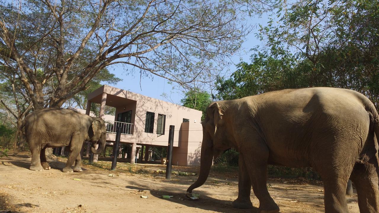 I Love Phants Lodge Ban Huai Thawai Екстер'єр фото