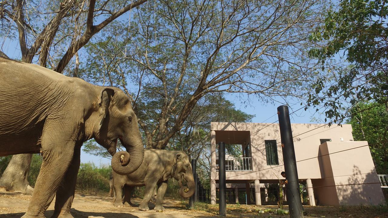 I Love Phants Lodge Ban Huai Thawai Екстер'єр фото